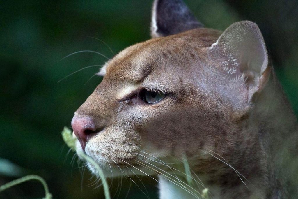 golden cat
