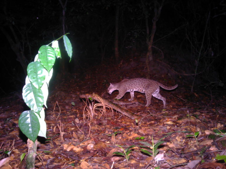 crédits Panthera https://panthera.org/