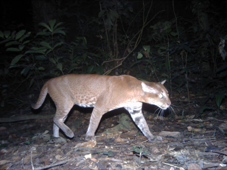 golden cat