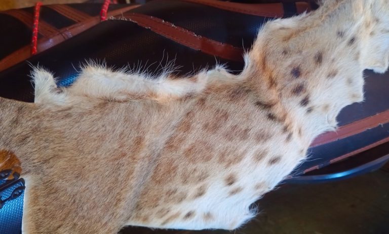 Wildlife markets in Côte d'Ivoire 2025